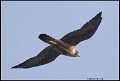 _0SB1228 peregrine falcon